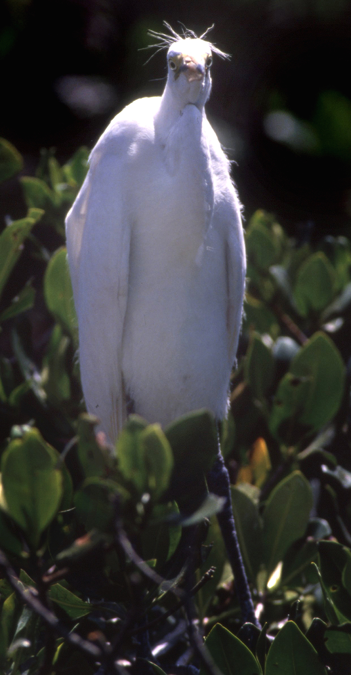 Ken Riddick Wildlife